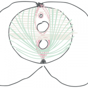 weiblicher Beckenboden schematisch dargestellt von pelveasy Carina Gerlach
